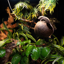 Load image into Gallery viewer, 2&#39;x2&#39;x2&#39; Reptile Enclosure - The Zen Habitat 3.0

