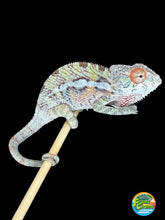 Load image into Gallery viewer, 3-month-old male Ambilobe Panther Chameleon with developing rainbow colors
