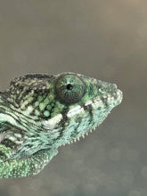 Load image into Gallery viewer, AMBILOBE Panther Chameleon: Jimmy Walker x Dianne (R14)

