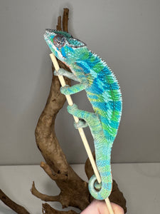 AMBILOBE Panther Chameleon: (E35)