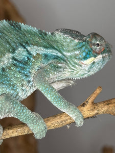 AMBILOBE Panther Chameleon: (E36)