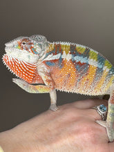 Load image into Gallery viewer, AMBILOBE Panther Chameleon: (J3)
