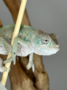 Ambilobe Male Panther Chameleon: Flash x Opal (E13)