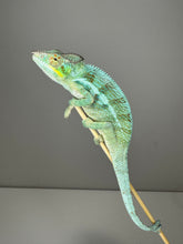 Load image into Gallery viewer, AMBANJA Panther Chameleon: (C4)
