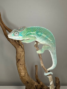 AMBILOBE Panther Chameleon: (E28)