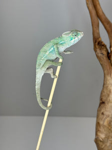 Ambilobe Male Panther Chameleon: Flash x Opal (E19)