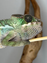 Load image into Gallery viewer, AMBILOBE Panther Chameleon: (E24)
