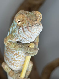 AMBILOBE FEMALE Panther Chameleon: 🚺 (C4)