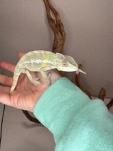 Load image into Gallery viewer, SAMBAVA Panther Chameleon: (E23)
