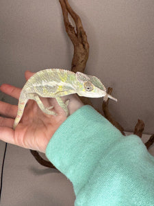 SAMBAVA Panther Chameleon: (E23)