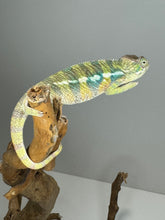 Load image into Gallery viewer, AMBILOBE Panther Chameleon: (E16)
