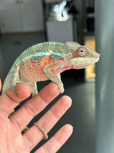 AMBILOBE Panther Chameleon male: (E7)