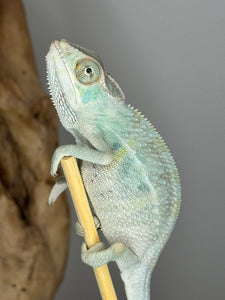 NOSY BE Panther Chameleon male:(E27)