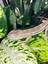 Load image into Gallery viewer, AMBILOBE male panther chameleon: Flash x Opal (R5)
