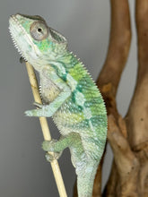 Load image into Gallery viewer, Ambilobe Male Panther Chameleon: Flash x Opal (E21)
