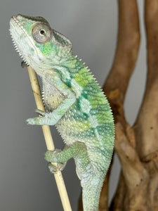 Ambilobe Male Panther Chameleon: Flash x Opal (E21)