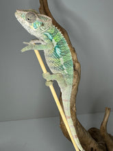 Load image into Gallery viewer, AMBILOBE Panther Chameleon male: (E4)
