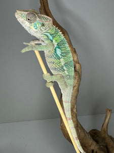 AMBILOBE Panther Chameleon male: (E4)