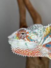 Load image into Gallery viewer, AMBILOBE Panther Chameleon: (J3)
