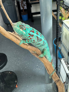 AMBANJA Panther Chameleon: (E8)