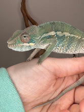 Load image into Gallery viewer, AMBILOBE Panther Chameleon: (E36)
