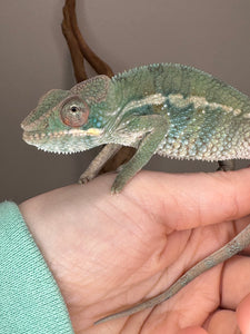 AMBILOBE Panther Chameleon: (E36)