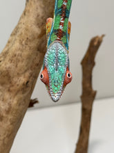 Load image into Gallery viewer, AMBILOBE Panther Chameleon: (J4)
