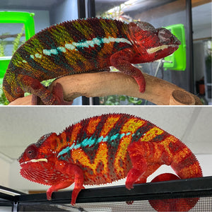 AMBILOBE Panther Chameleon male: (E6)