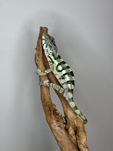 Load image into Gallery viewer, SAMBAVA Panther Chameleon: (E11)
