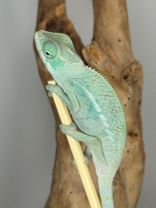 NOSY BE Panther Chameleon male: (E28)