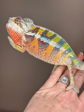 Load image into Gallery viewer, AMBILOBE Panther Chameleon: (J3)
