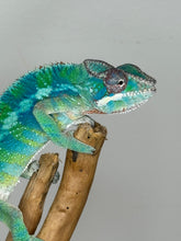 Load image into Gallery viewer, AMBILOBE Panther Chameleon: (E35)
