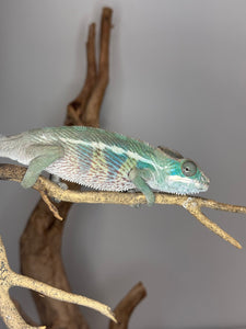 AMBILOBE Panther Chameleon: (E14)