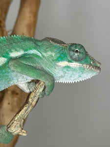 AMBILOBE Panther Chameleon: (E3)