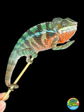 Load image into Gallery viewer, AMBILOBE Panther Chameleon male: (E7)
