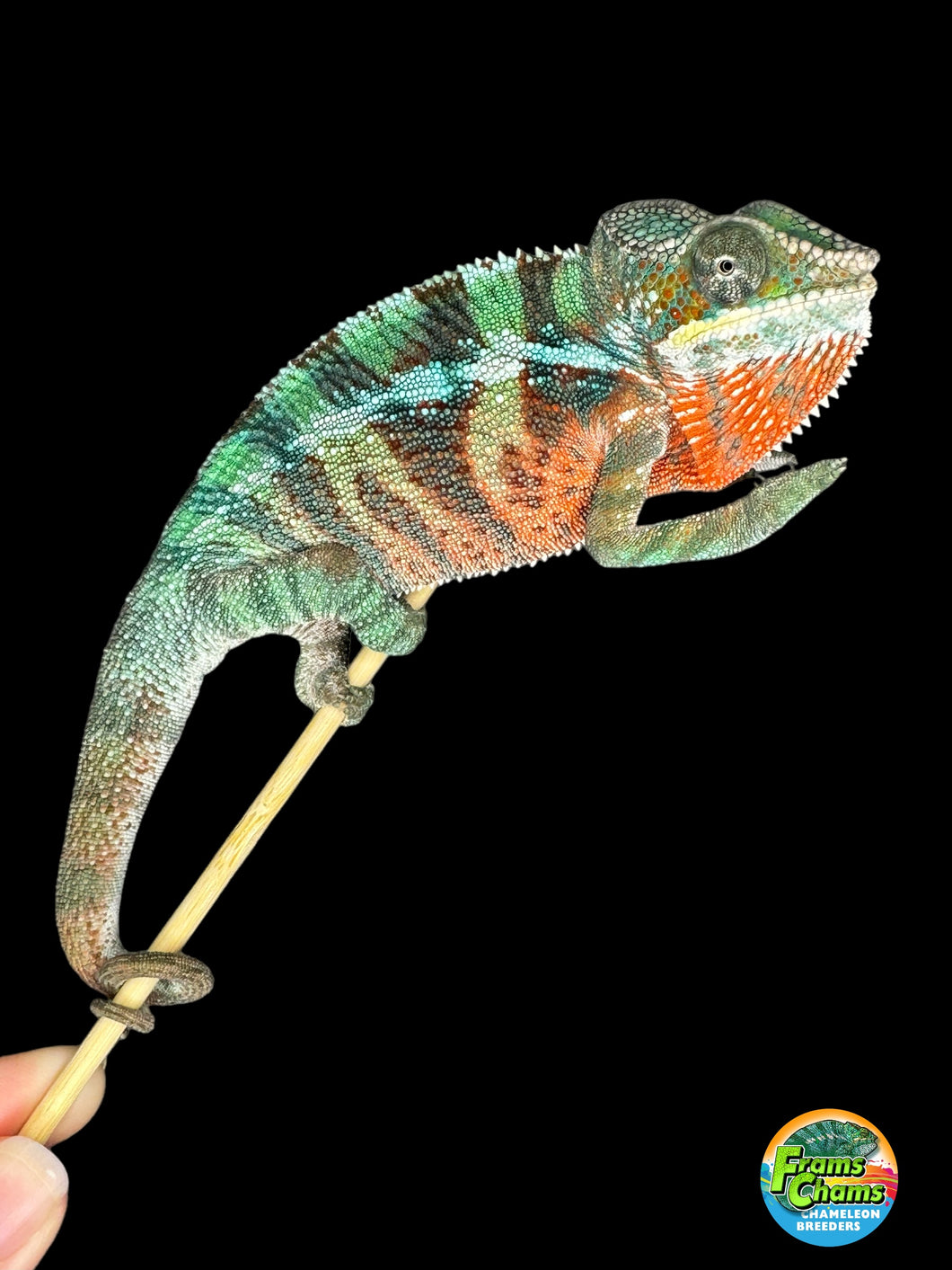 AMBILOBE Panther Chameleon male: (E7)