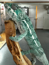 Load image into Gallery viewer, AMBILOBE Panther Chameleon: Frank x Sandy (E10)
