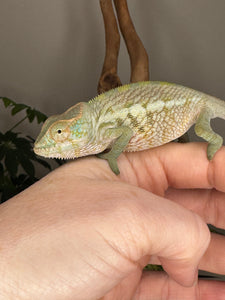 AMBANJA FEMALE Panther Chameleon: Neon Nights x Tango (S20)