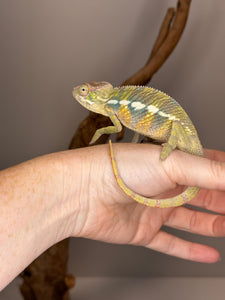 AMBILOBE Panther Chameleon: (E16)