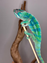 Load image into Gallery viewer, AMBILOBE Panther Chameleon: (E35)
