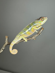 AMBILOBE Panther Chameleon: (E6)