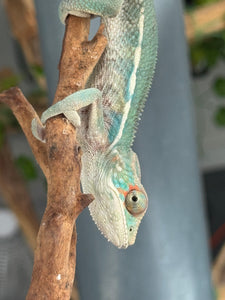 SURPRISE! Panther Chameleon: (E7)