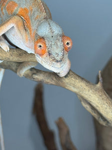 AMBILOBE FEMALE Panther Chameleon: 🚺 (C6)