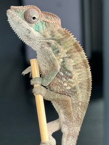 AMBILOBE Panther Chameleon male: (E1)