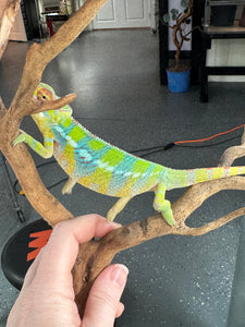 AMBILOBE Panther Chameleon: (E12)