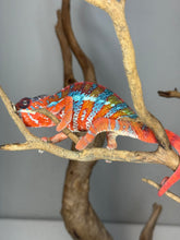 Load image into Gallery viewer, AMBILOBE Panther Chameleon: (E16)
