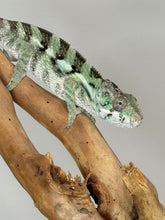 Load image into Gallery viewer, SAMBAVA Panther Chameleon: (E31)
