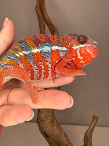 AMBILOBE Panther Chameleon: (E16)
