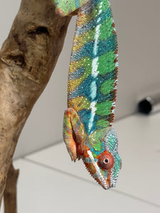 AMBILOBE Panther Chameleon: (J4)