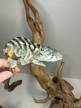 Load image into Gallery viewer, SAMBAVA Panther Chameleon: (E31)
